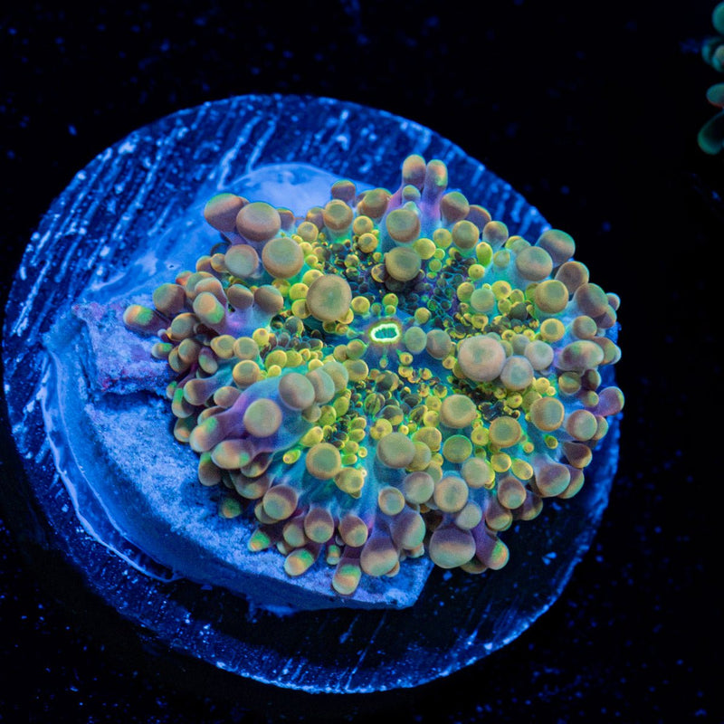 Blues Clues Yuma Mushroom Coral with mushroom disc in reef aquarium