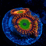 Bowser Zoanthid Coral with colony growth in reef aquarium