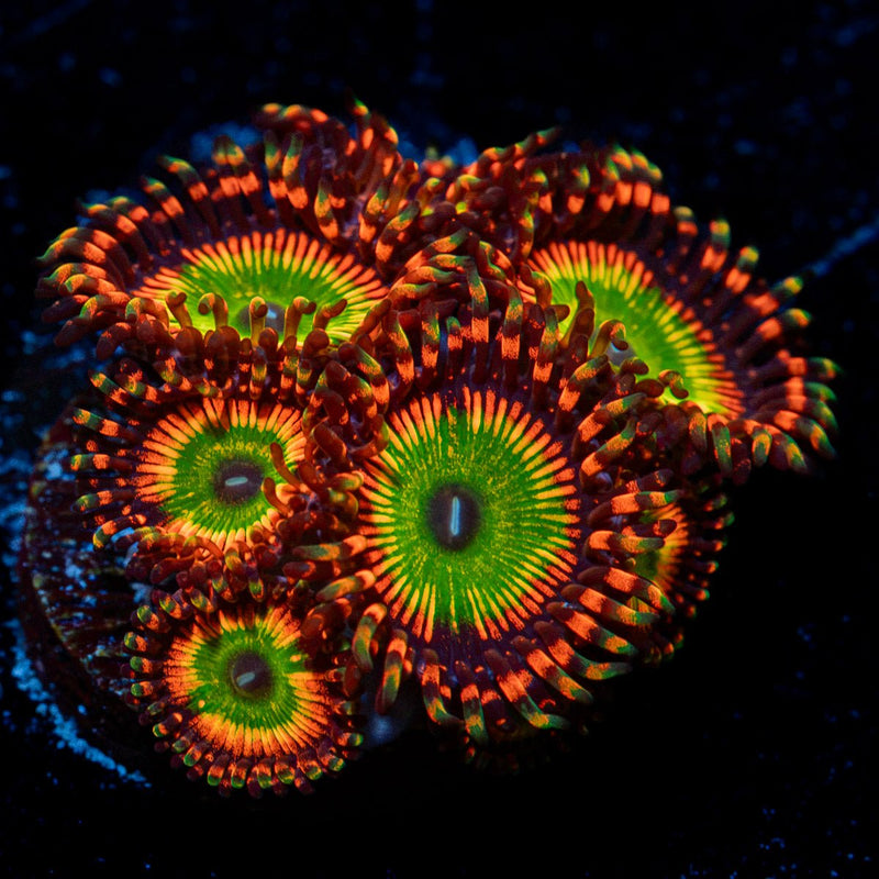 Bowsers Zoanthid Coral colony growth in reef aquarium