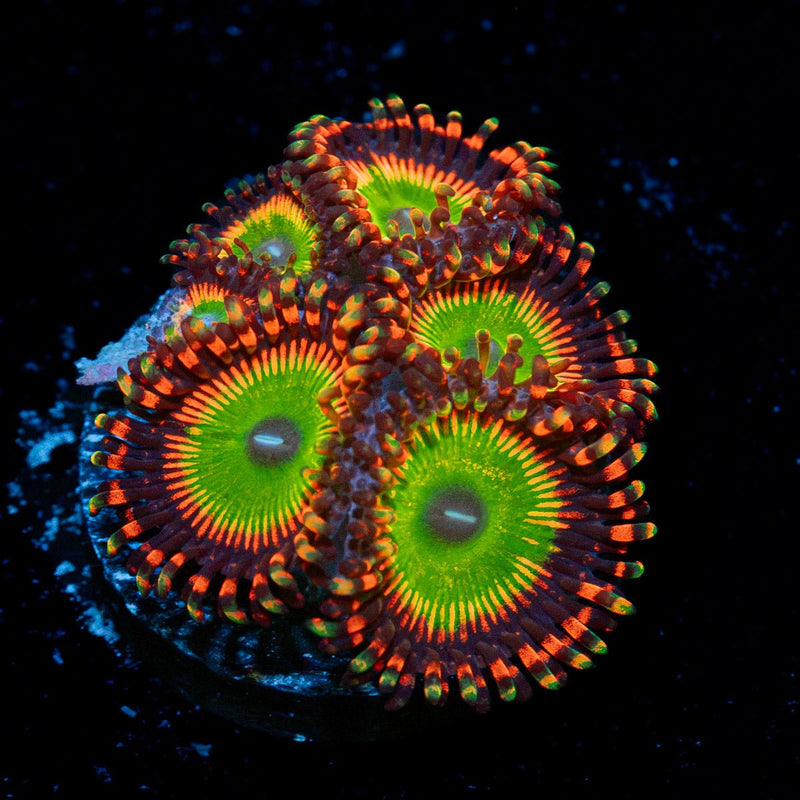 Bowsers Zoanthid Coral with colony growth in reef aquarium