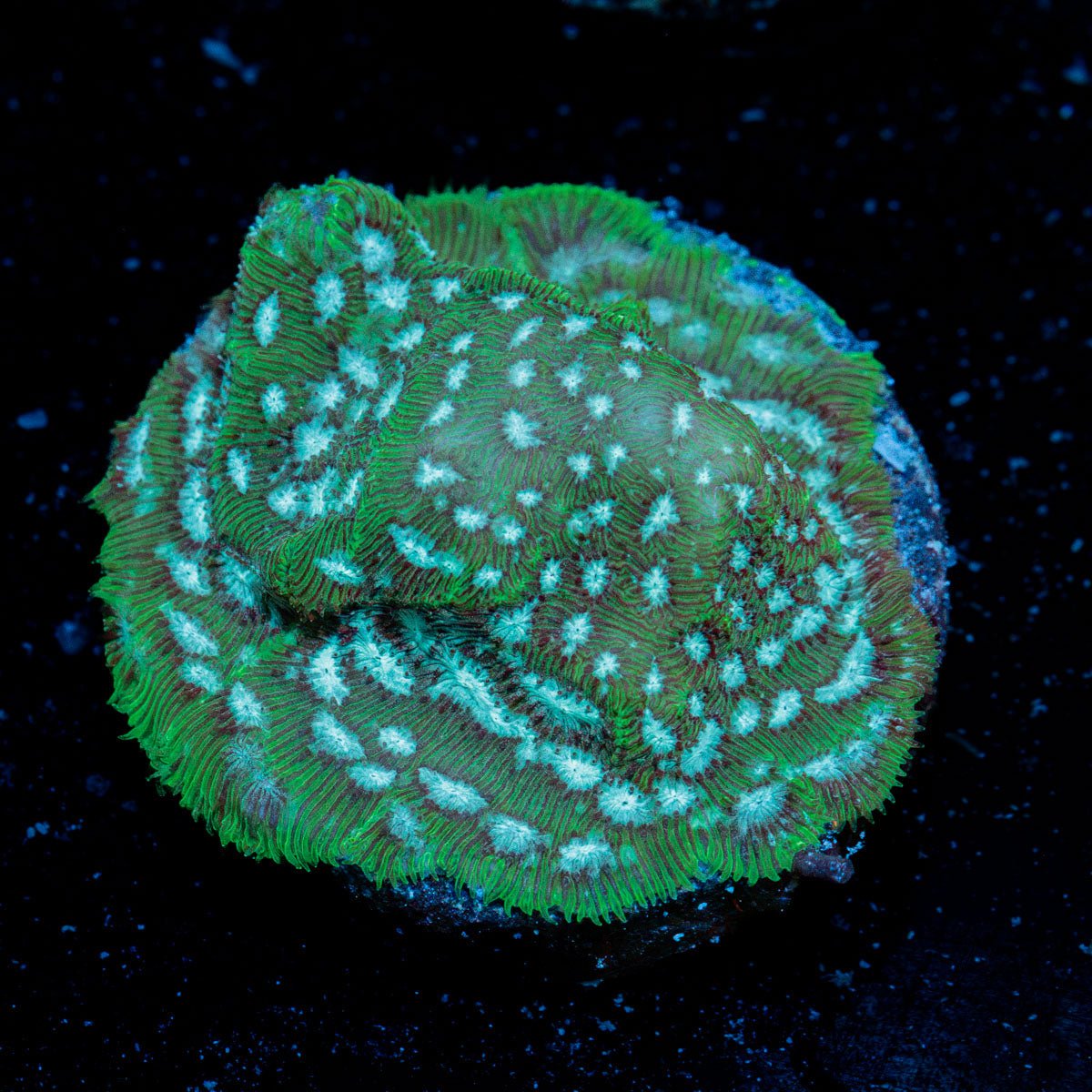 Brain Freeze Lepto coral with encrusting growth in reef aquarium