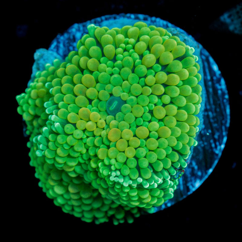 Bright Green Ricordea Mushroom Coral with mushroom disc in reef aquarium