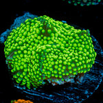 Bright Green Ricordea Mushroom Coral with mushroom disc in reef aquarium