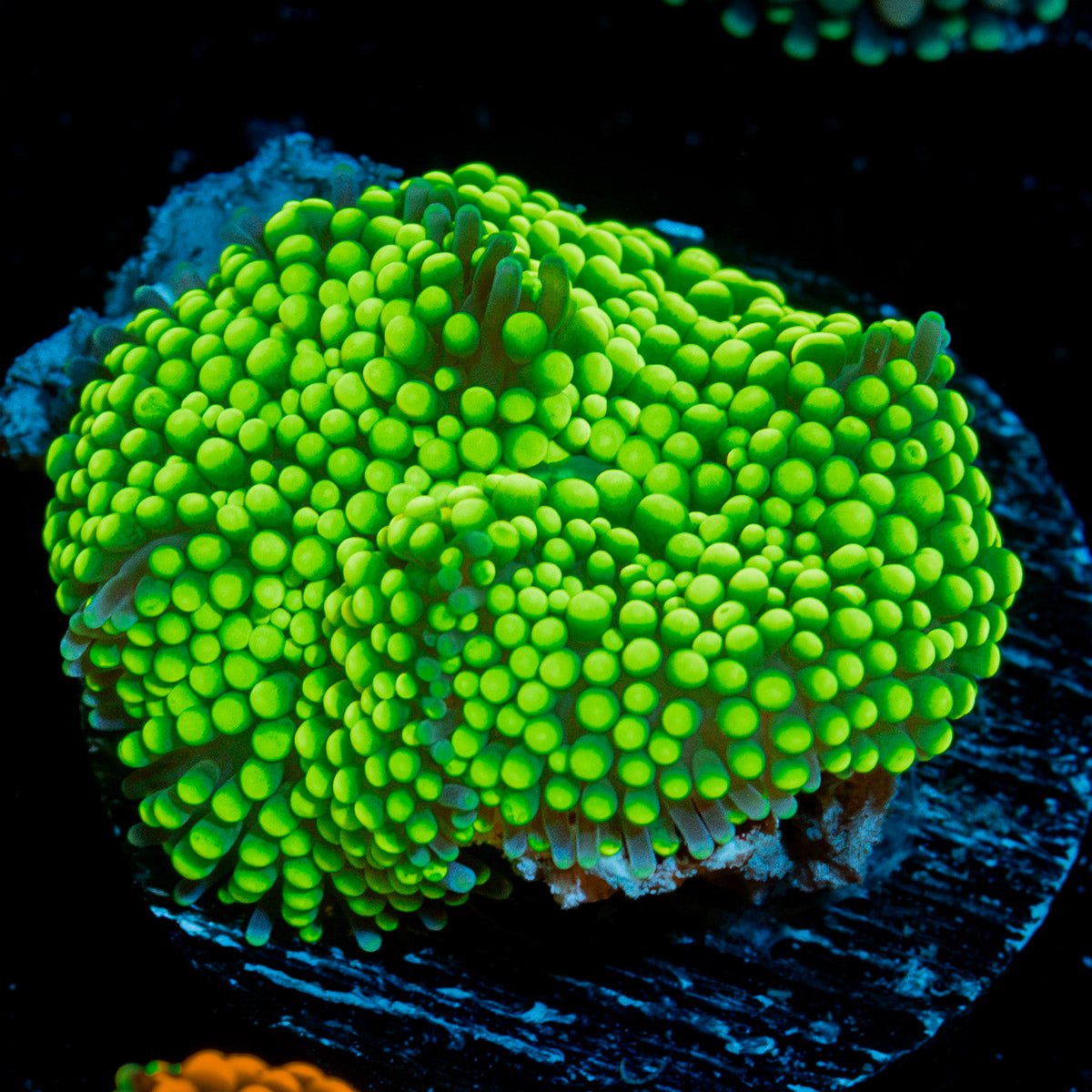 Bright Green Ricordea Mushroom Coral with mushroom disc in reef aquarium