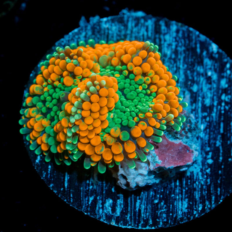 Bright Orange Ricordea Mushroom Coral with mushroom disc in reef aquarium