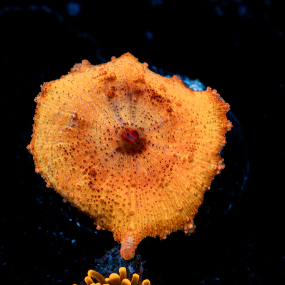 Bright Orange Umbrella Mushroom Coral with mushroom disc in reef aquarium