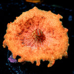 Bright Orange Umbrella Mushroom Coral with mushroom disc in reef aquarium