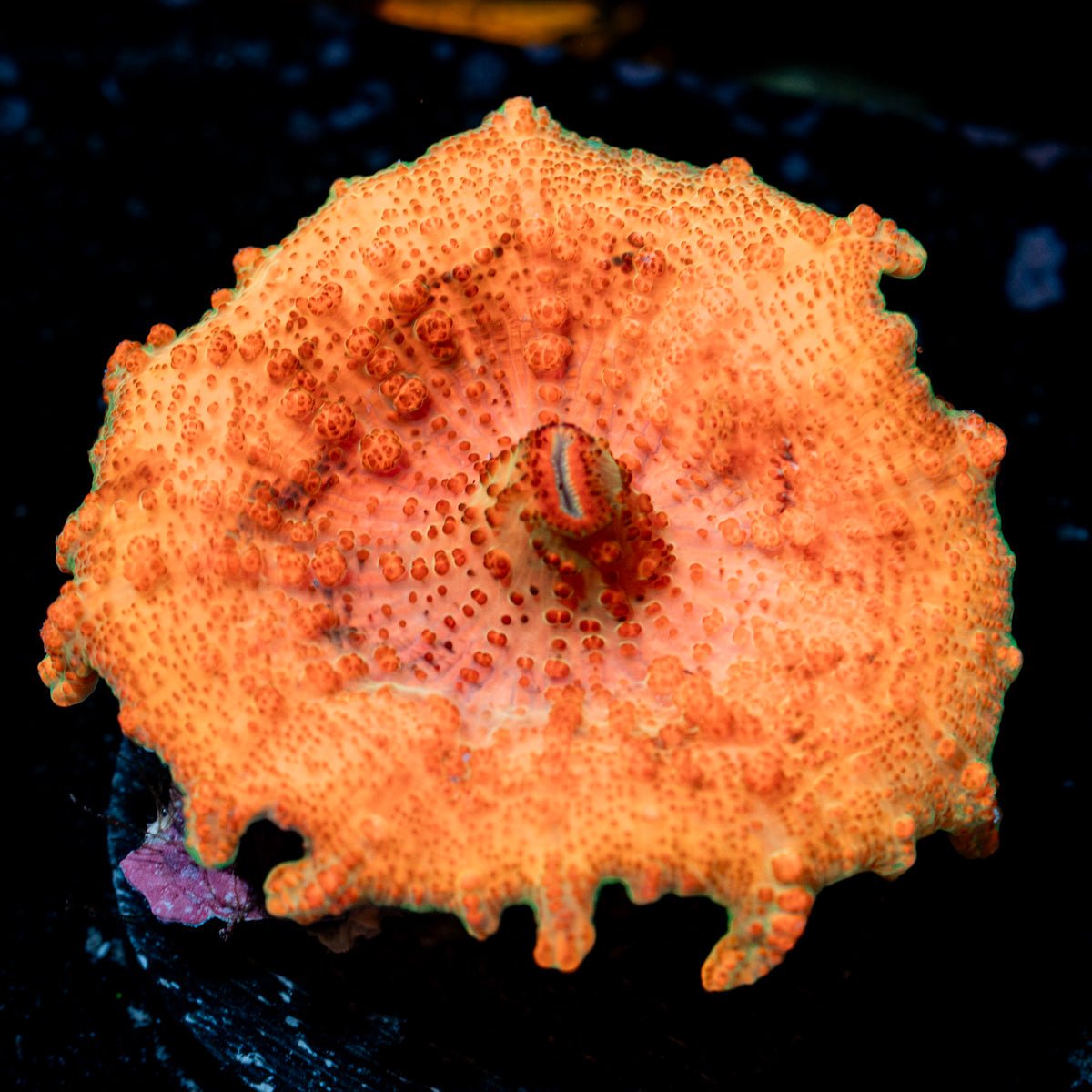 Bright Orange Umbrella Mushroom Coral with mushroom disc in reef aquarium