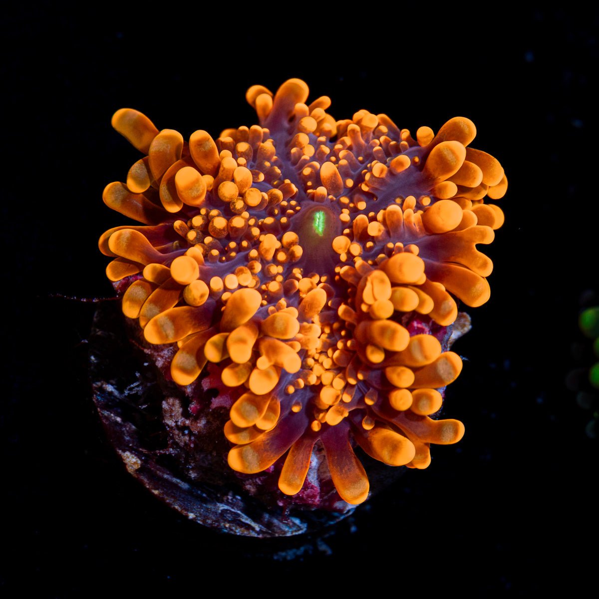 Bright Orange Yuma Mushroom Coral with mushroom disc in reef aquarium