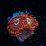 Brim Stones Zoanthid Coral colony growth in reef aquarium