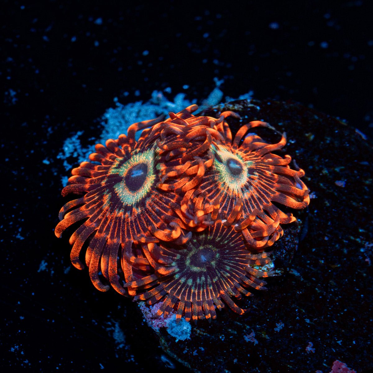 Brim Stones Zoanthid Coral colony growth in reef aquarium