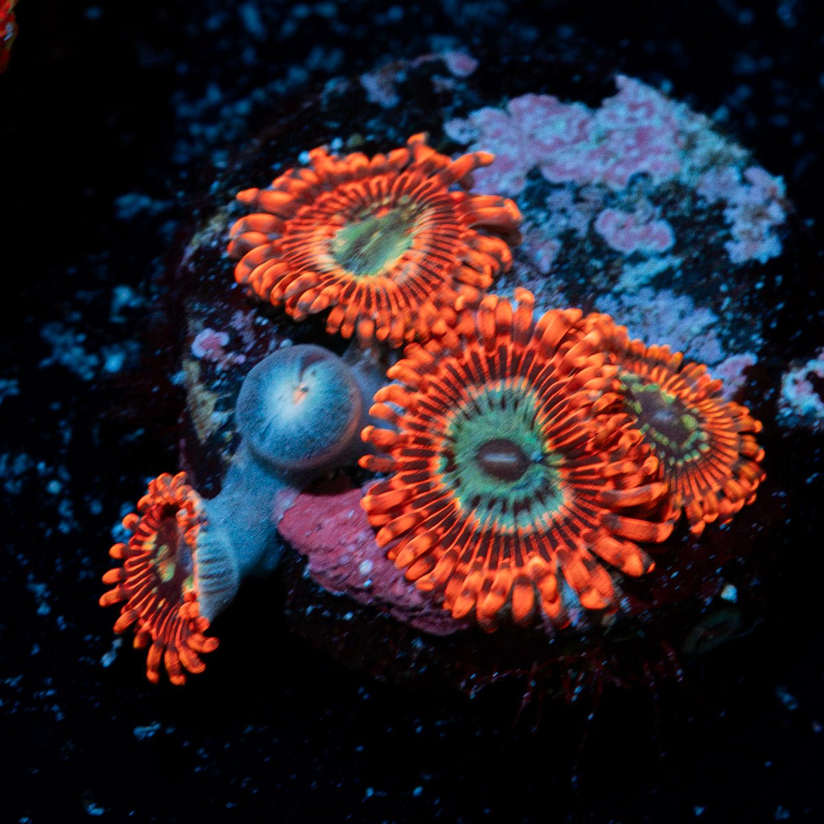 Brimstone Zoanthid Coral with colony growth in reef aquarium