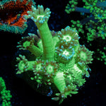 Bubble Toes Goniopora Coral with flower-like polyps in reef aquarium