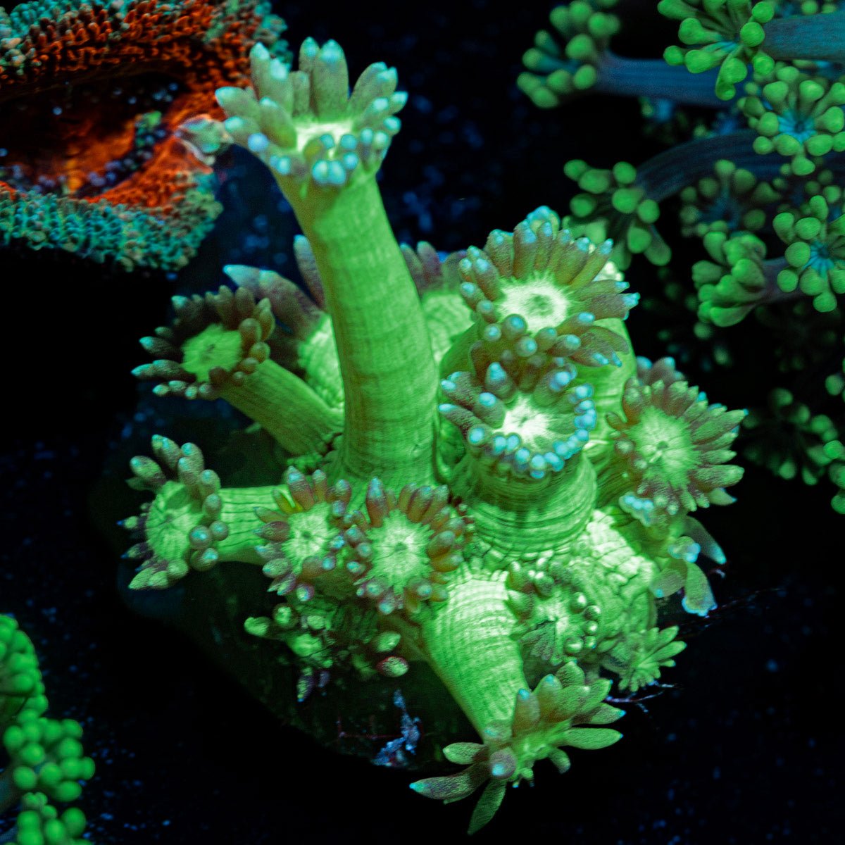 Bubble Toes Goniopora Coral with flower-like polyps in reef aquarium