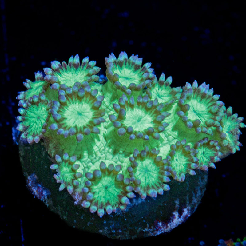 Bubble Toes Goniopora Coral with flower-like polyps in reef aquarium