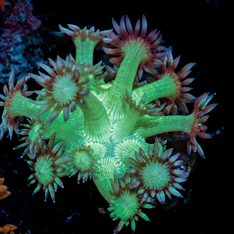 Bubble Toes Goniopora Coral