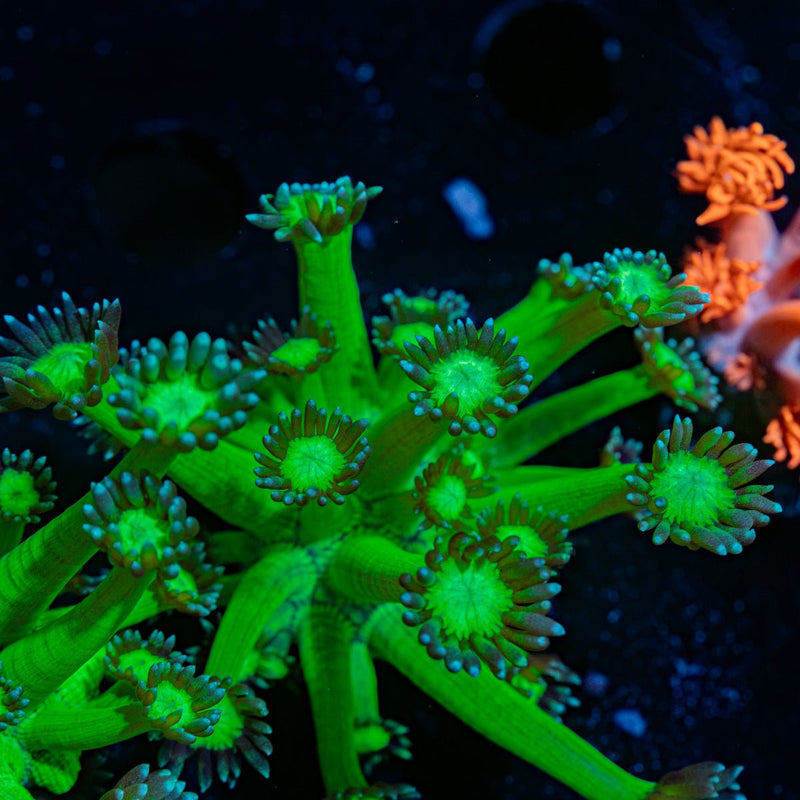 Bubble Toes Goniopora Coral with flower-like polyps in reef aquarium