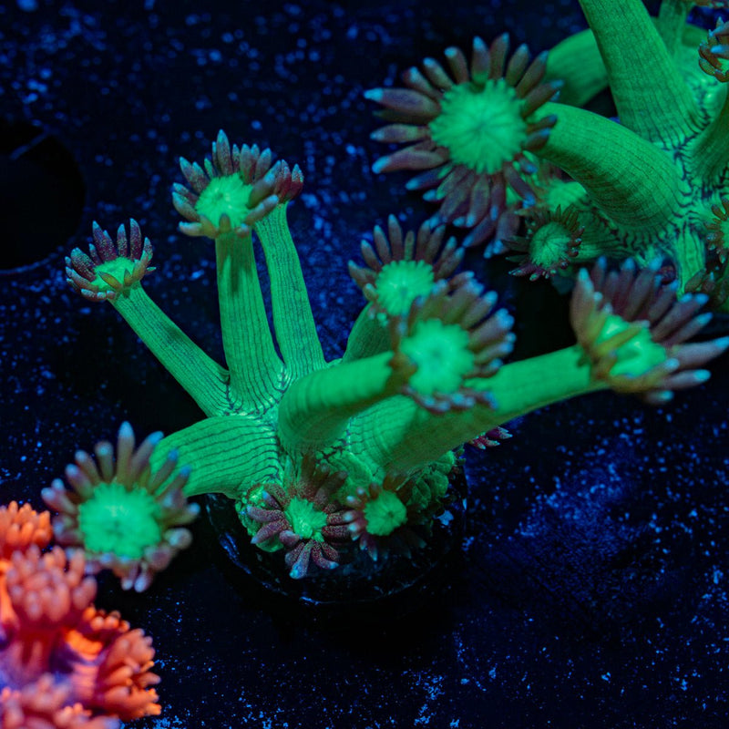 Bubble Toes Goniopora Coral with flower-like polyps in reef aquarium