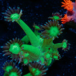 Bubble Toes Goniopora Coral with flower-like polyps in reef aquarium