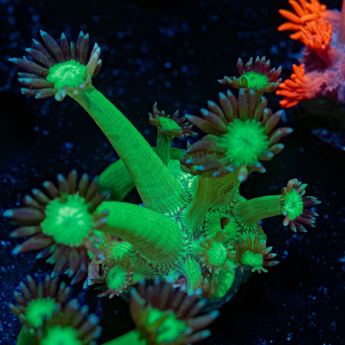 Bubble Toes Goniopora Coral with flower-like polyps in reef aquarium