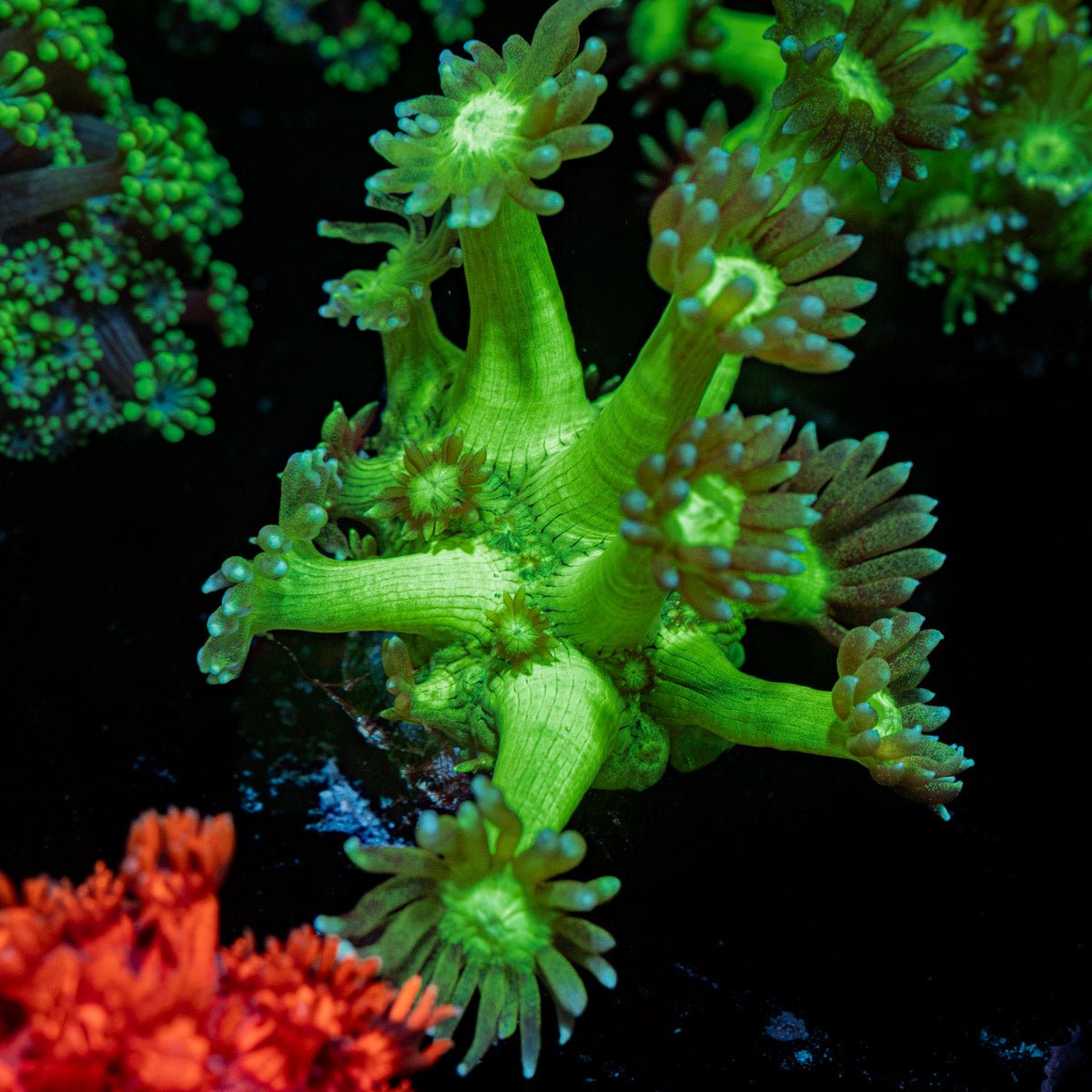 Bubble Toes Goniopora Coral with flower-like polyps in reef aquarium