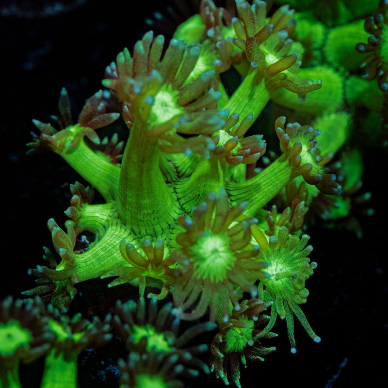 Bubble Toes Goniopora Coral with flower-like polyps in reef aquarium