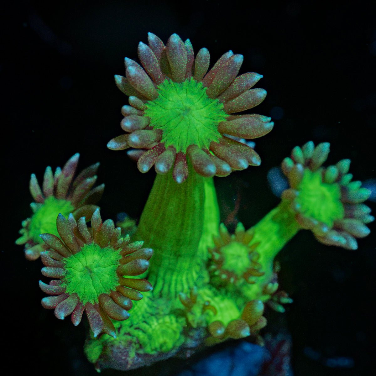 Bubble Toes Goniopora Coral with flower-like polyps in reef aquarium