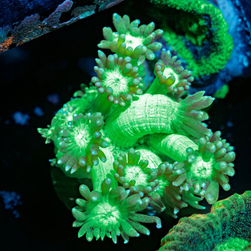 Bubble Toes Goniopora Coral with flower-like polyps in reef aquarium