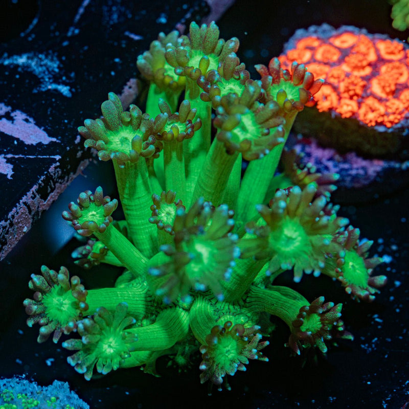 Bubble Toes Goniopora Coral with flower-like polyps in reef aquarium