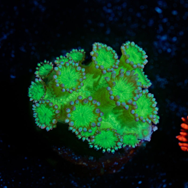 Bubble Toes Goniopora with flower-like polyps in reef aquarium