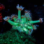 Bubble Toes Goniopora with flower-like polyps in reef aquarium