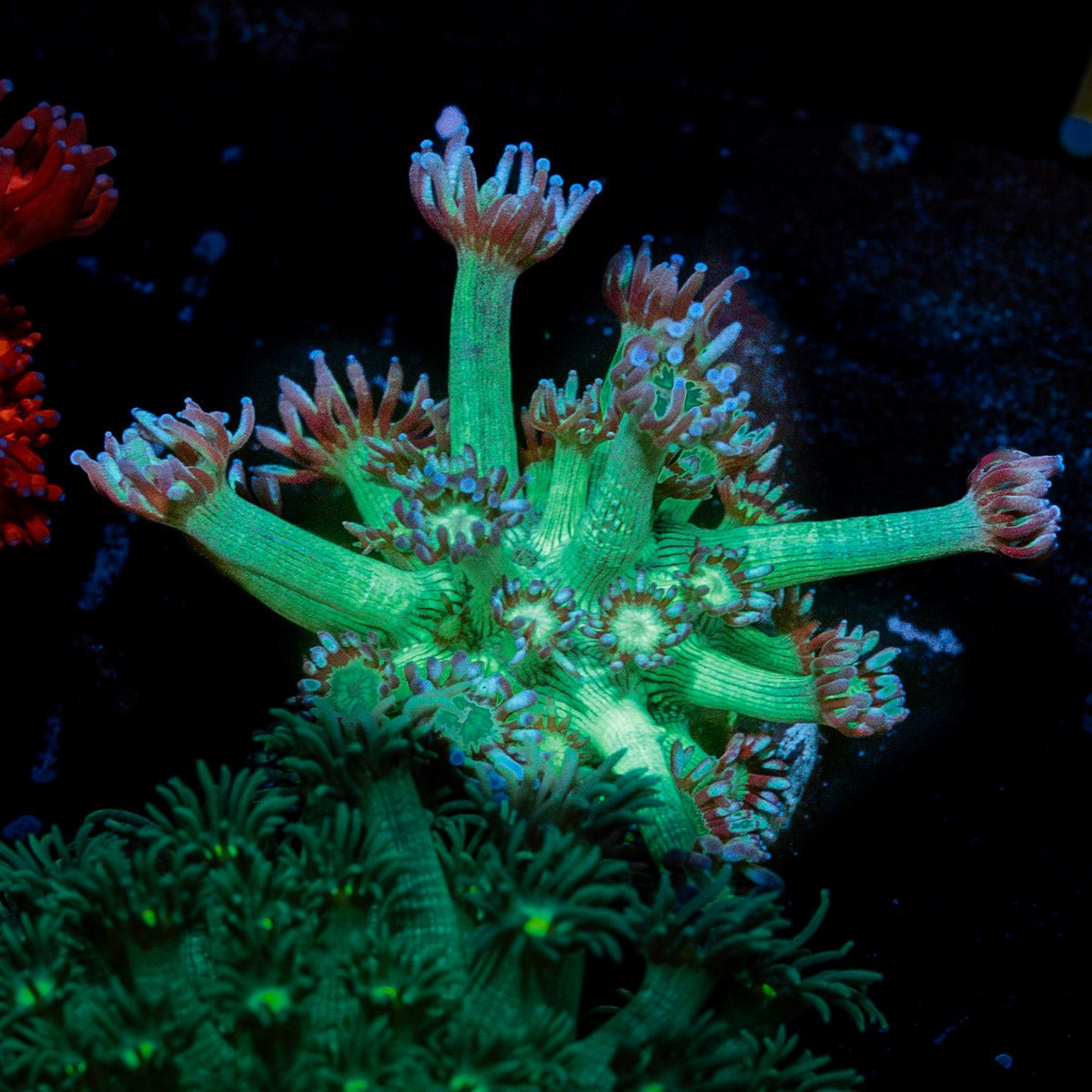 Bubble Toes Goniopora with flower-like polyps in reef aquarium