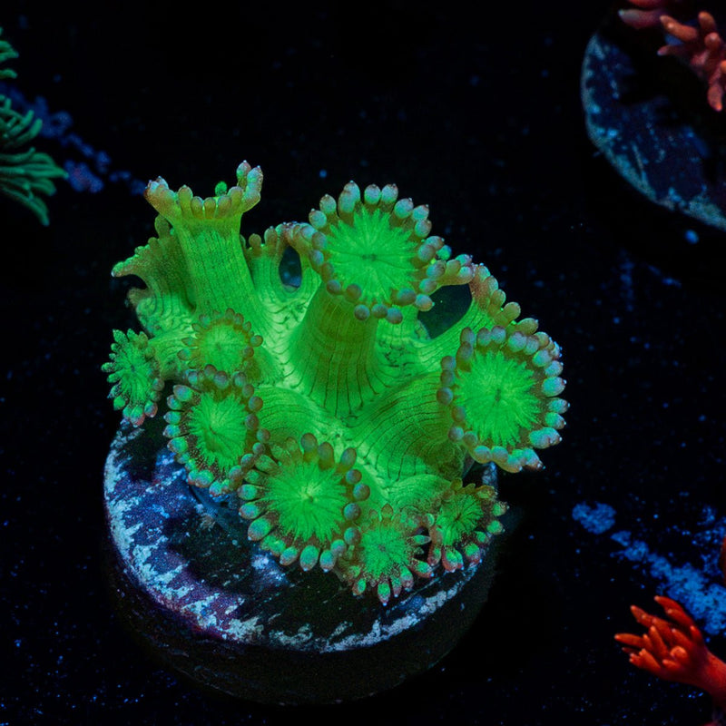 Bubble Toes Goniopora with flower-like polyps in reef aquarium