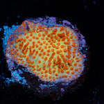 Burning banana Stylconillia with fleshy polyps in reef aquarium