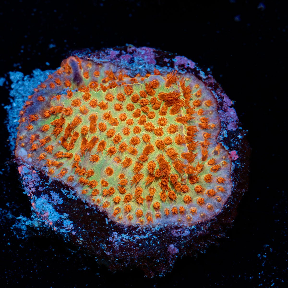 Burning banana Stylconillia with fleshy polyps in reef aquarium