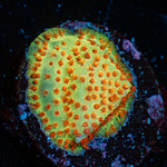 Burning Banana Stylocoeniella Coral