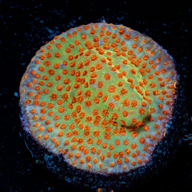 Burning Banana Stylocoeniella Coral with encrusting growth in reef aquarium