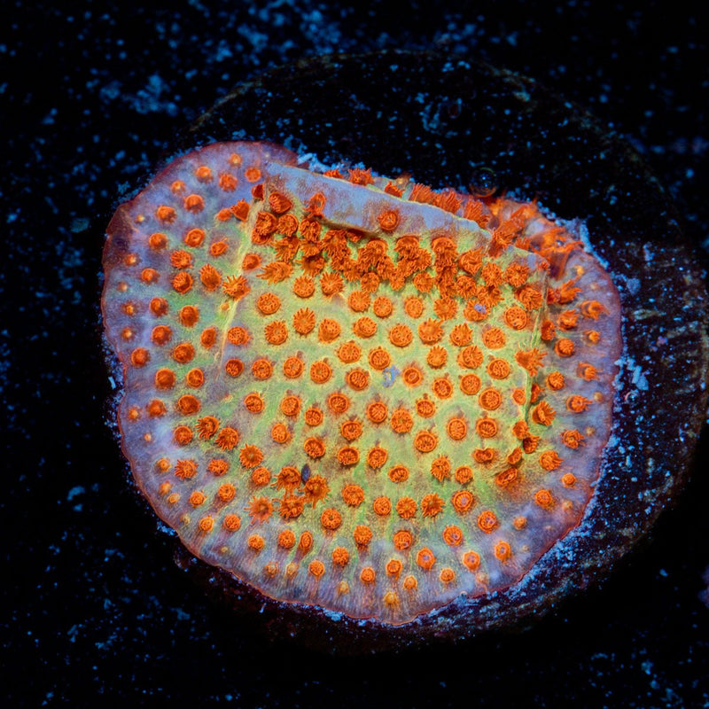 Burning Banana Stylocoeniella Coral with encrusting growth in reef aquarium