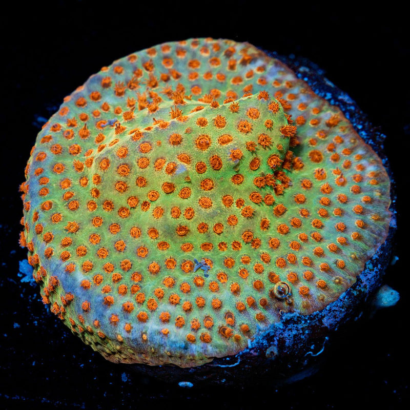 Burning Banana Stylocoeniella Coral with encrusting growth in reef aquarium