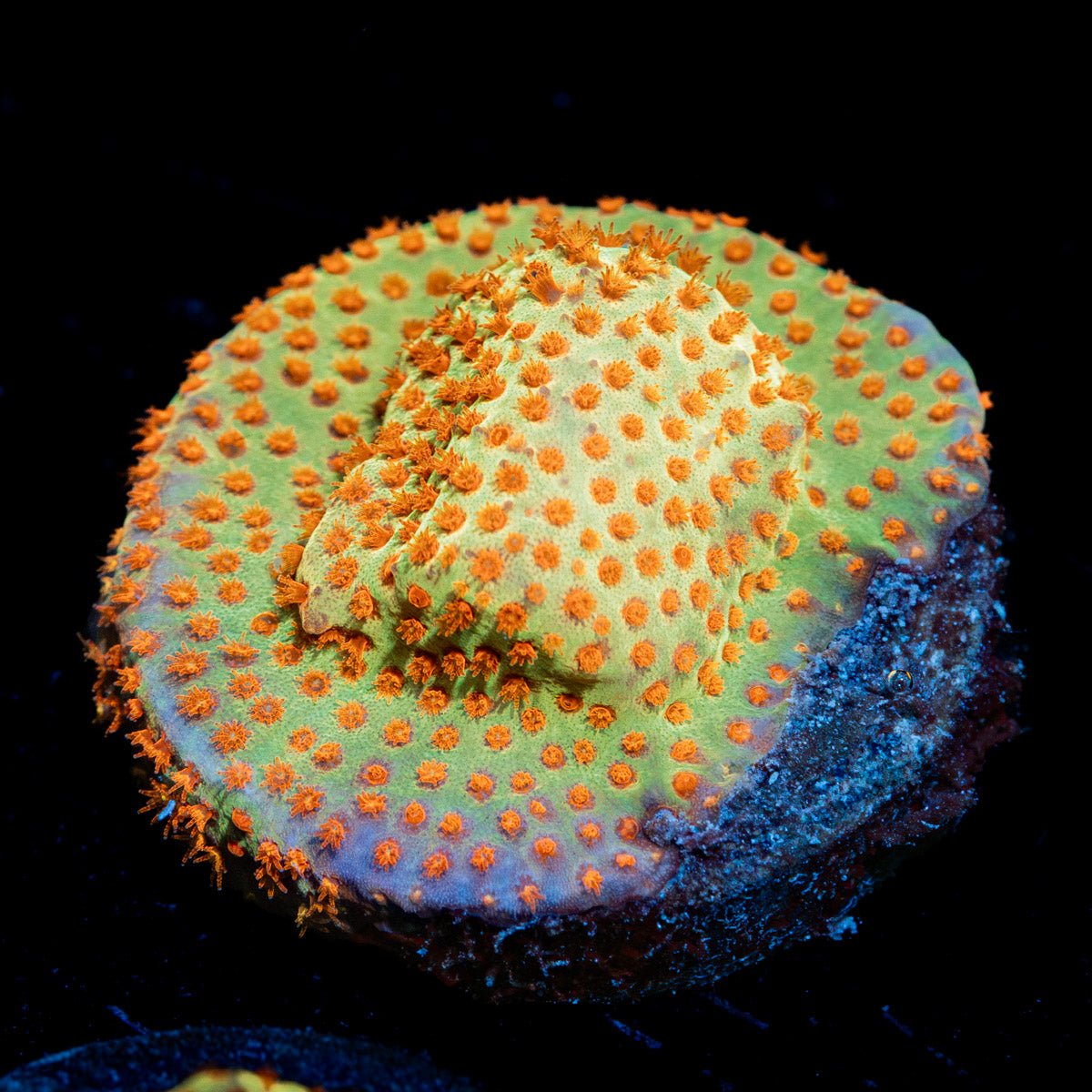 Burning Banana Styloconellia Coral with fleshy polyps in reef aquarium