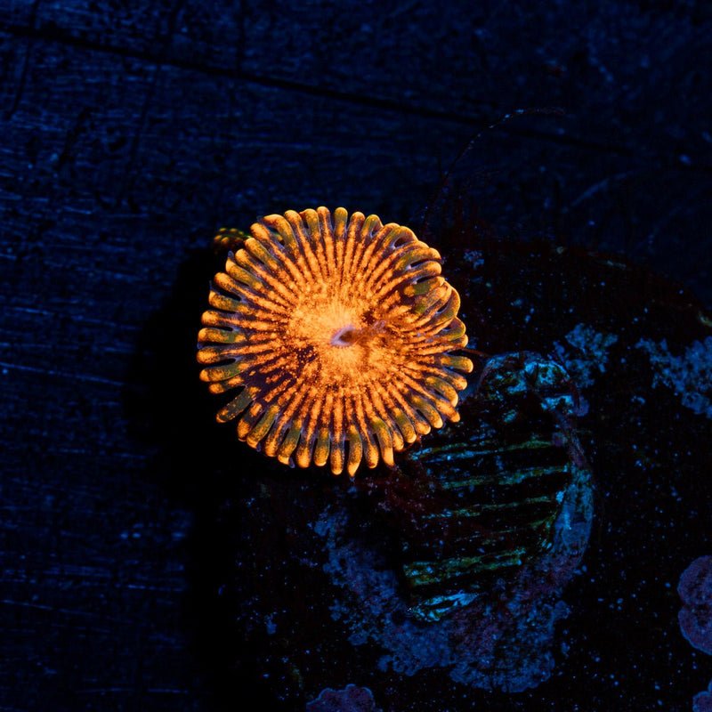 Burning Muals Zoanthid coral