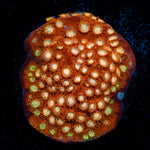 Butterscotch Cyphastrea Coral with encrusting growth in reef aquarium