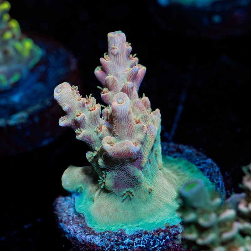 Buzz Lightyear Acropora Coral with branching growth in reef aquarium