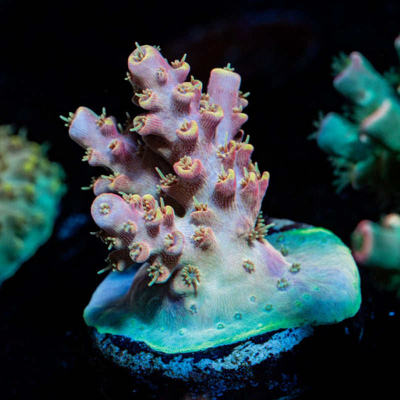 Buzz Lightyear Acropora Coral with branching growth in reef aquarium