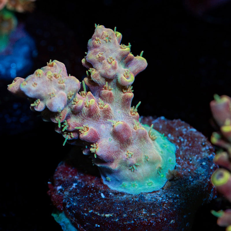 Buzz Lightyear Acropora Coral with branching growth in reef aquarium