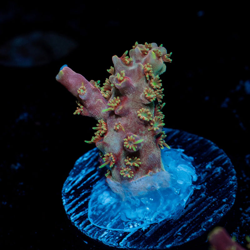 Buzz LightYear Acropora Coral with branching growth in reef aquarium