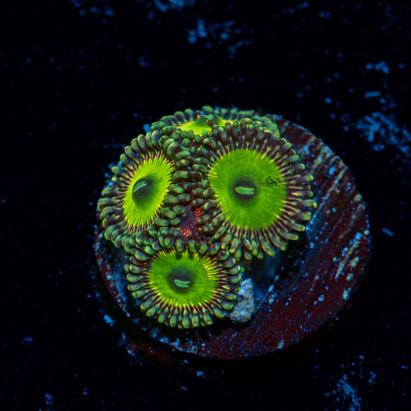 Candy Apple Green Zoanthid Coral colony growth in reef aquarium