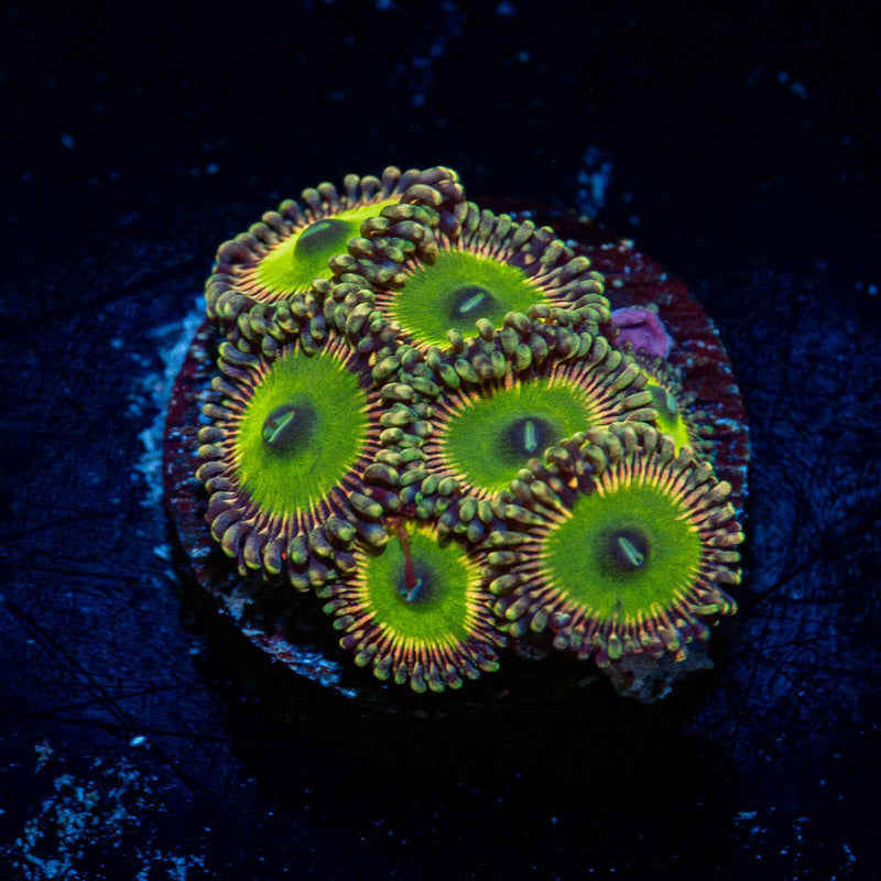 Candy Apple Green Zoanthid Coral colony growth in reef aquarium