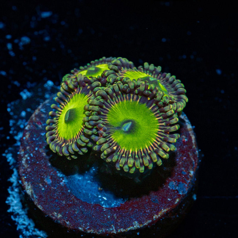 Candy Apple Green Zoanthid Coral colony growth in reef aquarium