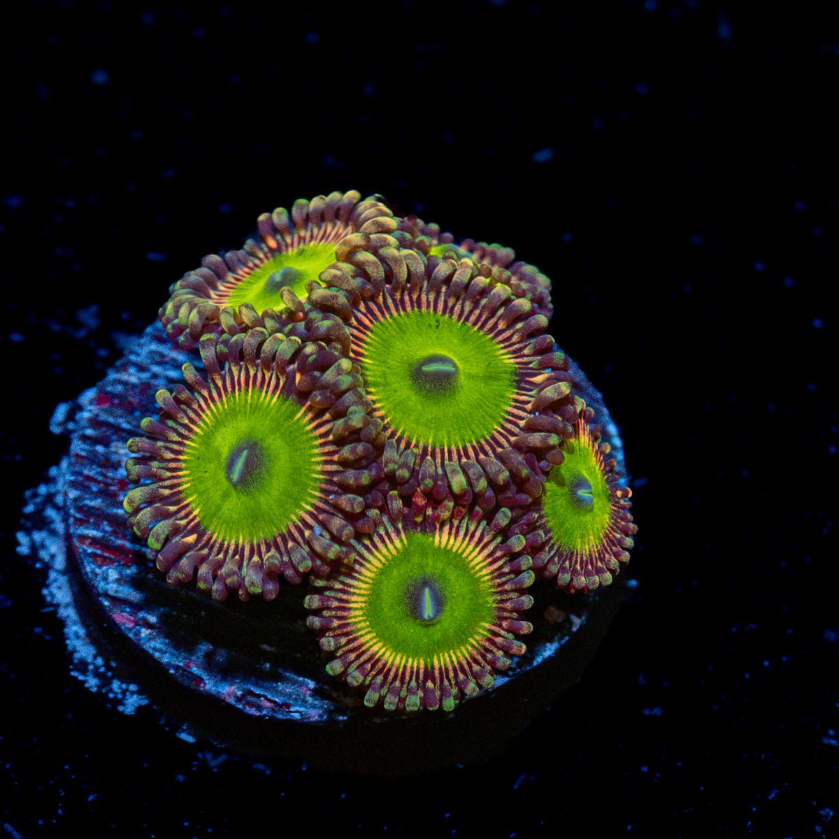 Candy Apple Green Zoanthid Coral with colony growth in reef aquarium